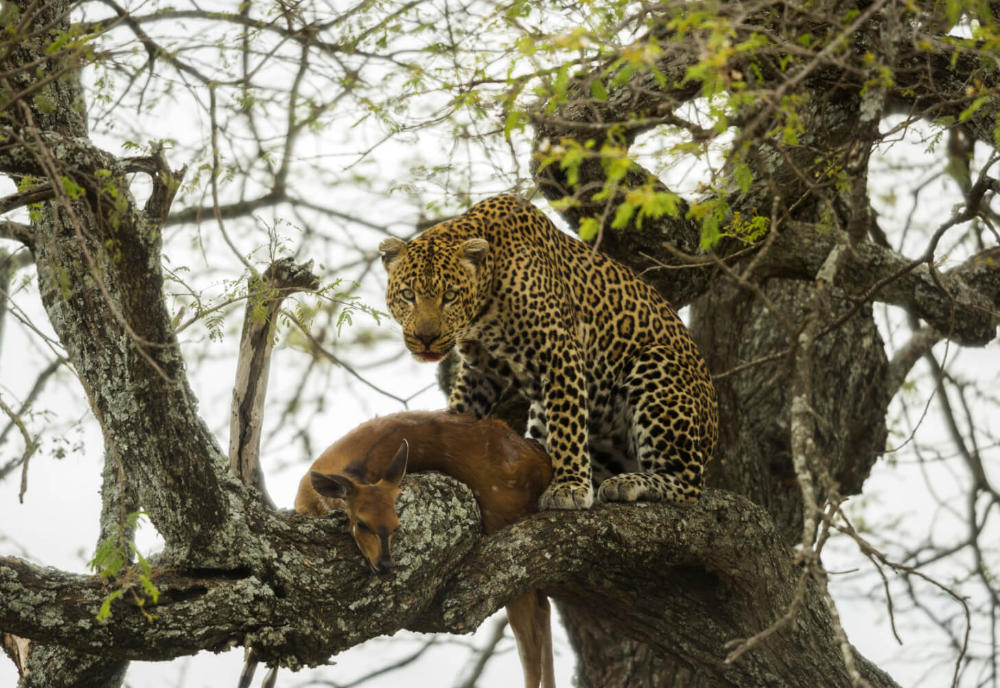 A leopard with its prey on a tree. Photo: Eric Isselee via Shutterstock.