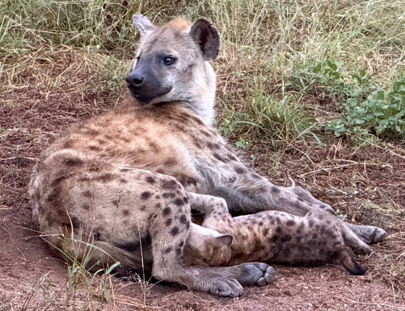 Not part of the Big Five, but part of the Ugly Five, the hyena. Meeting a small pack of hyenas was the favorite moment of my safaris. Photo: UK Not part of the Big Five, but part of the Ugly Five, the hyena. Meeting a small pack of hyenas was the favorite moment of my safaris. Photo: UK